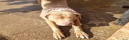 American Bully dogs for sale: Rehoming due to no fault of her own  - Advert 2