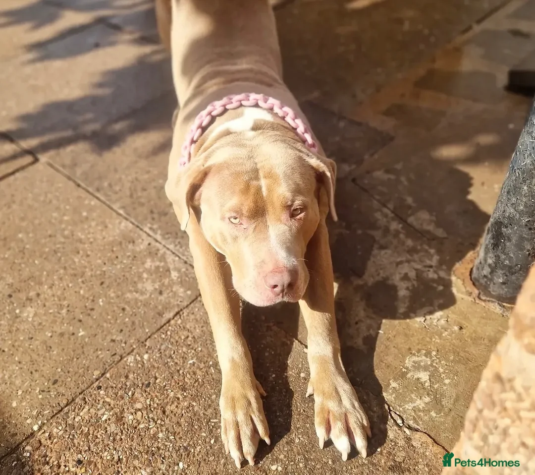 American Bully dogs for sale: Rehoming due to no fault of her own  - Advert 2
