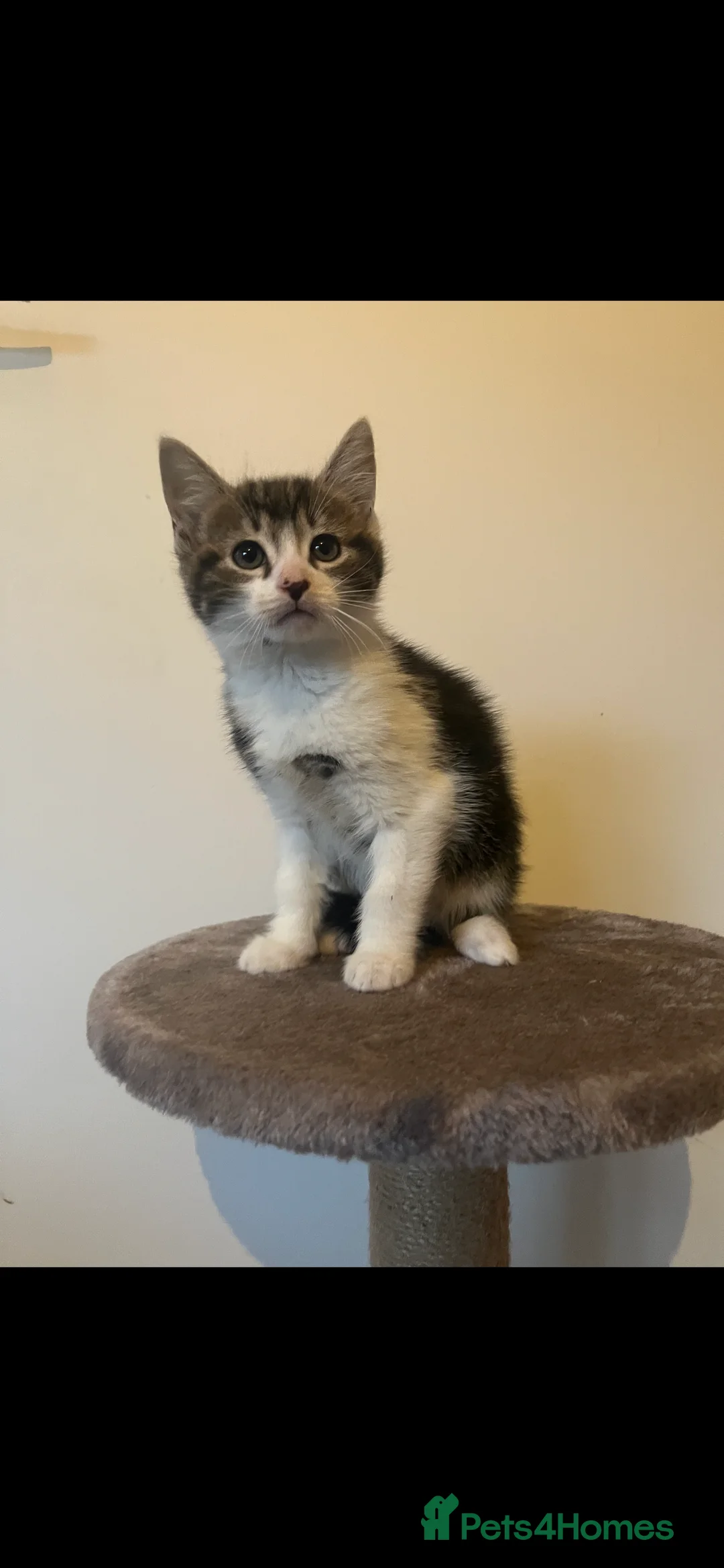 Mixed Breed cats for sale: MAINECOON X KITTENS  - Advert 6