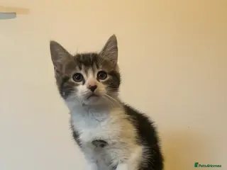 Mixed Breed cats MAINECOON X KITTENS - Advert 5