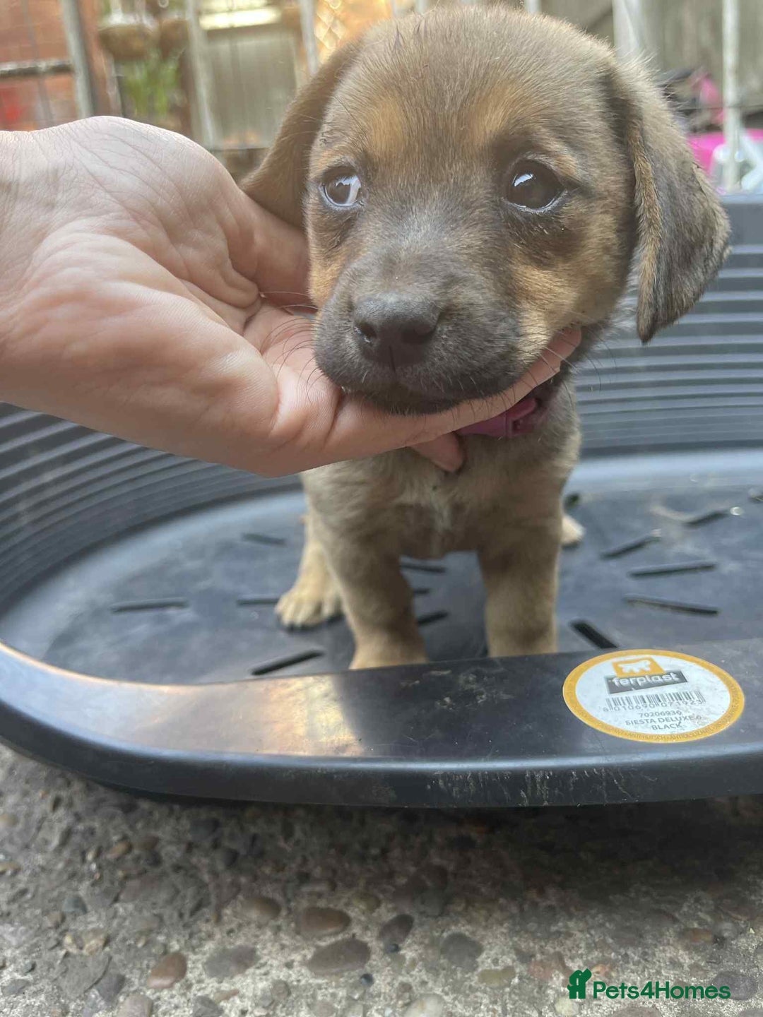 Mixed Breed dogs for sale: mixed breed 4 boys and 2 girls - Image 5
