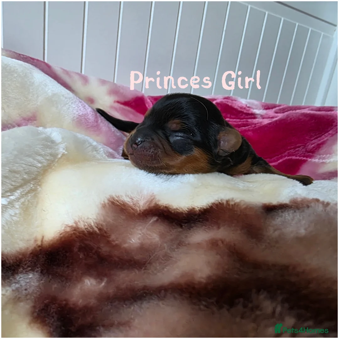 Yorkshire Terrier dogs for sale: Tiny Yorkshire terrier puppies🐶♥️💙💚 - Advert 2