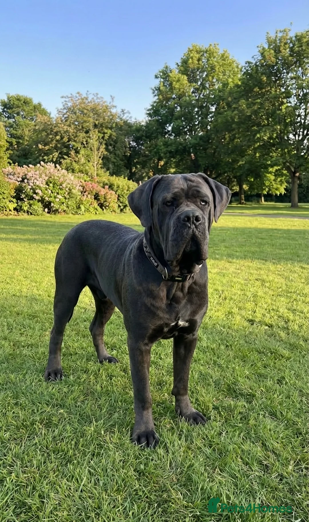 Mixed Breed dogs for sale: Italian daniff (Great Dane x canecorso) in Fareham - Advert 16