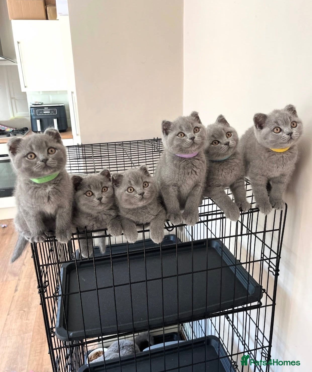 British Shorthair cats Adorable British short hair kittens - Advert 3