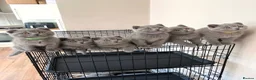British Shorthair cats for sale: Adorable British short hair kittens - Advert 1