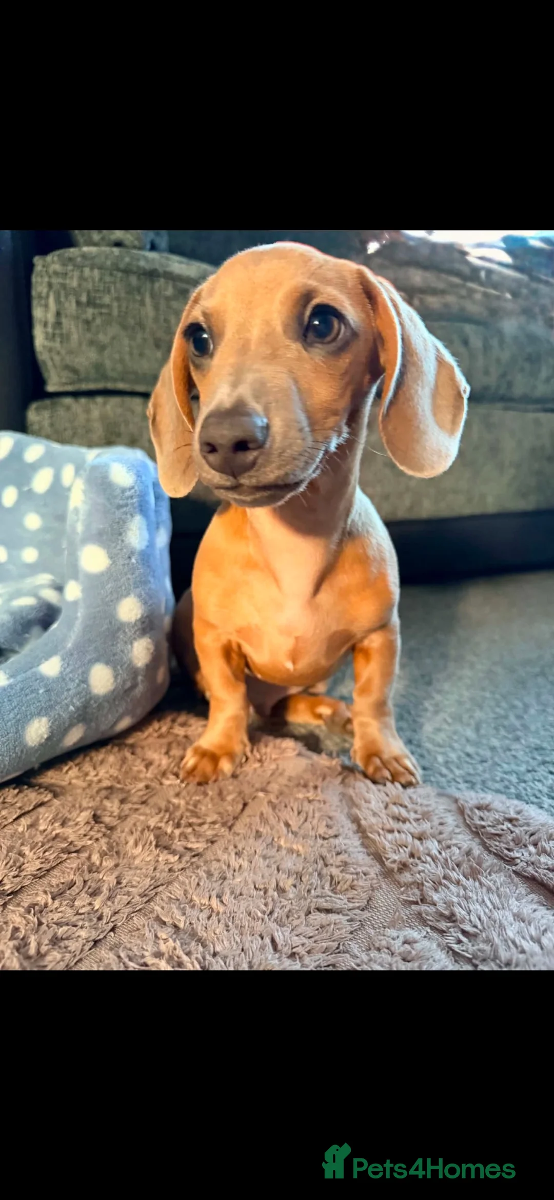 Miniature Dachshund dogs for sale: Miniature dachshund  - Advert 4