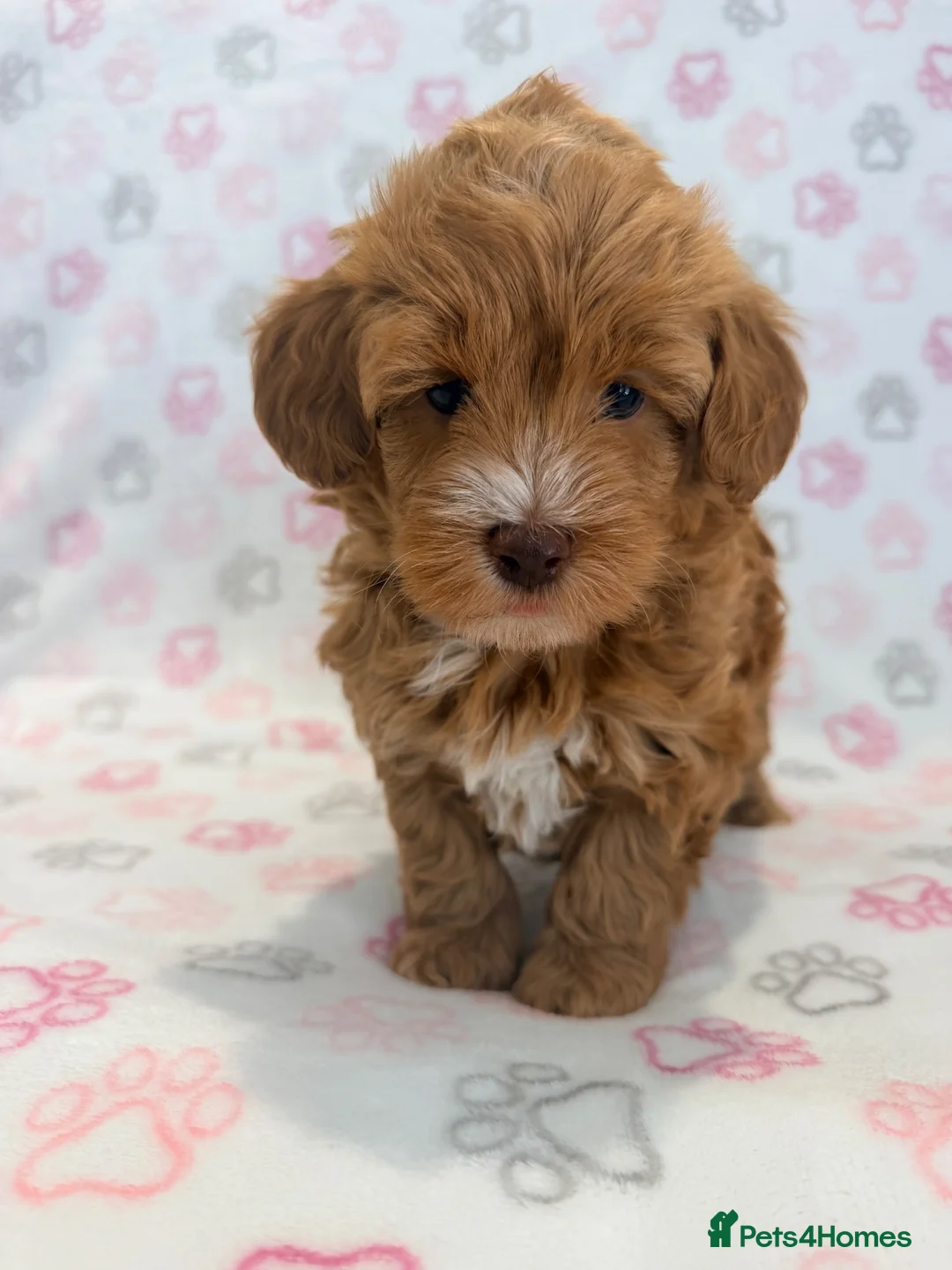 Maltipoo dogs for sale: BEAUTIFUL LICENSED-BRED MALTIPOOS READY SOON 💖 - Advert 1