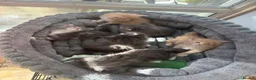 Maine Coon cats for sale: Maine coon kittens - Advert 2