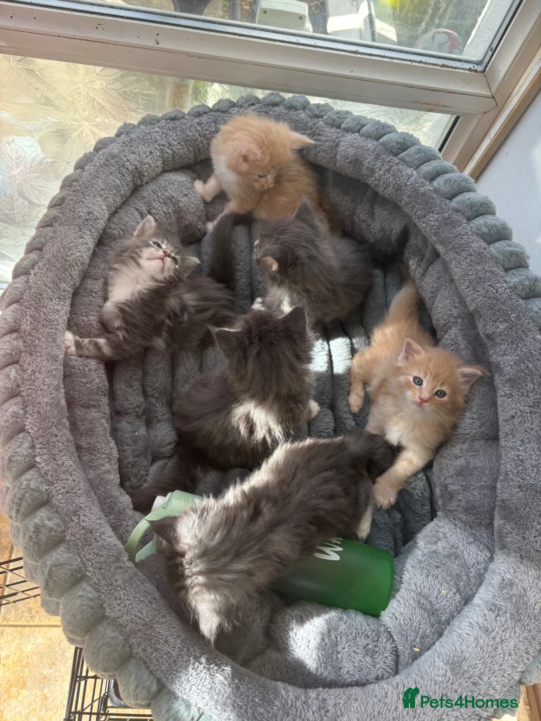 Maine Coon cats for sale: Maine coon kittens - Advert 2