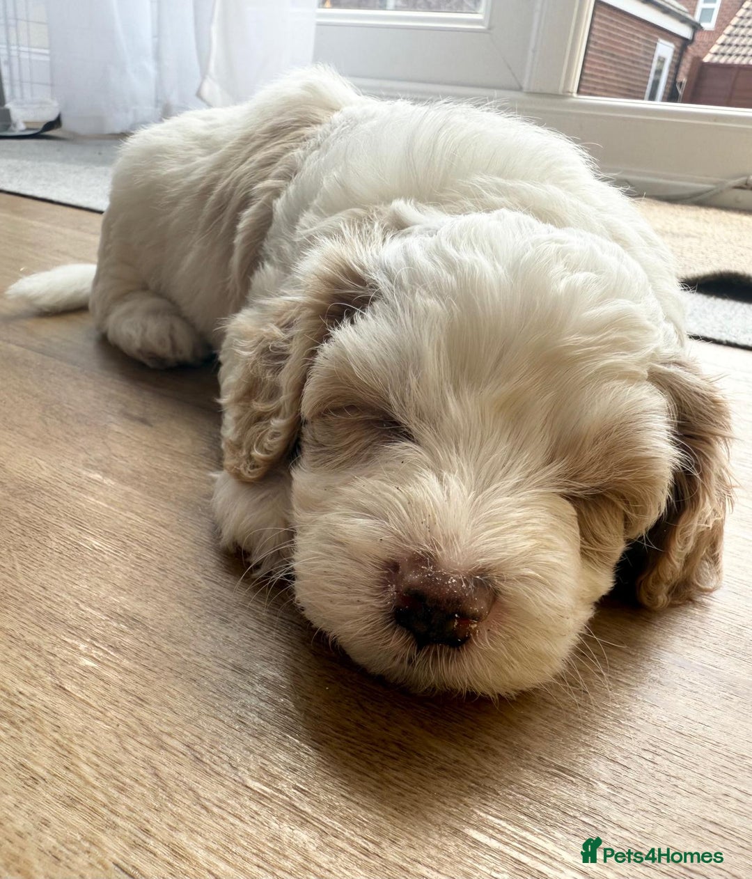 Cavapoo dogs for sale: 1 Female 4 Male - Image 9