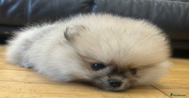 Pomeranian dogs Absolutely stunning true to type mini Pomeranian  - Advert 7