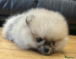 Pomeranian dogs Absolutely stunning true to type mini Pomeranian - Advert 4