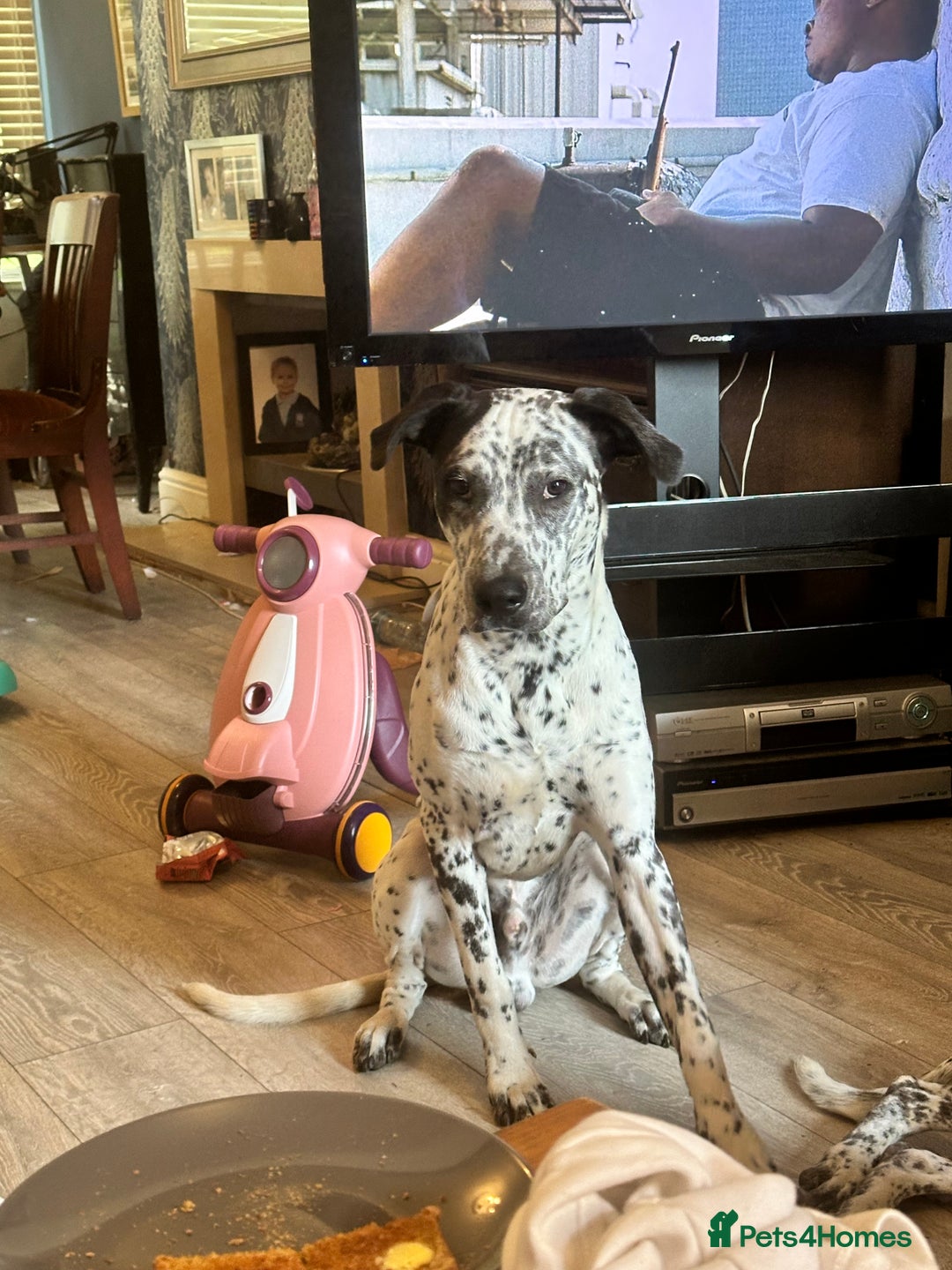 Mixed Breed dogs for sale: 2 male dogs  - Image 7