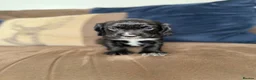 Cocker Spaniel dogs for sale: Beautiful cocker spaniel puppies  - Advert 17