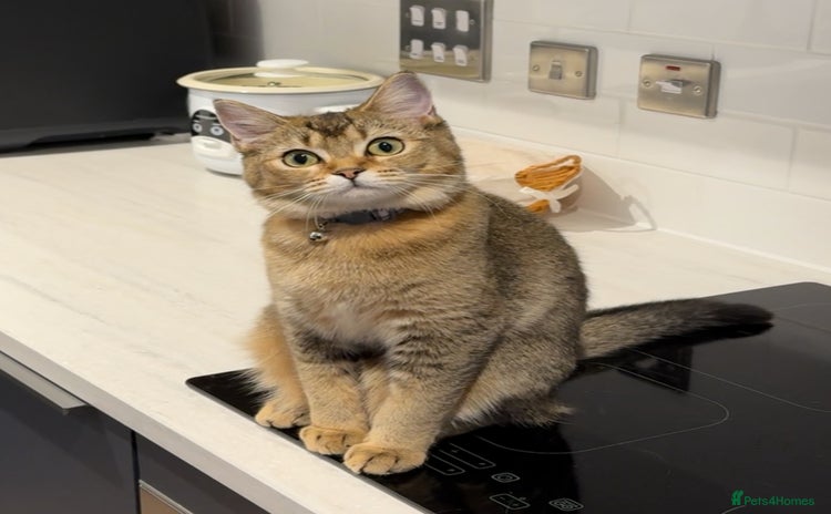 British Shorthair cats - Advert 6