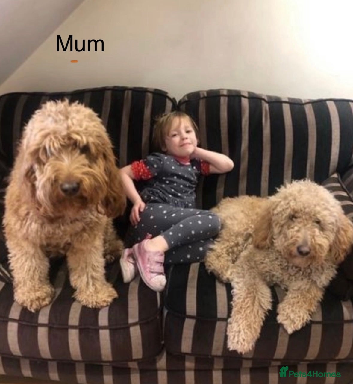Goldendoodle dogs Golden doodles F2b medium - large  - Advert 11