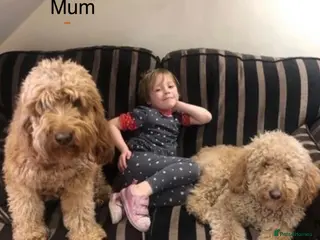 Goldendoodle dogs Golden doodles F2b medium - large - Advert 11