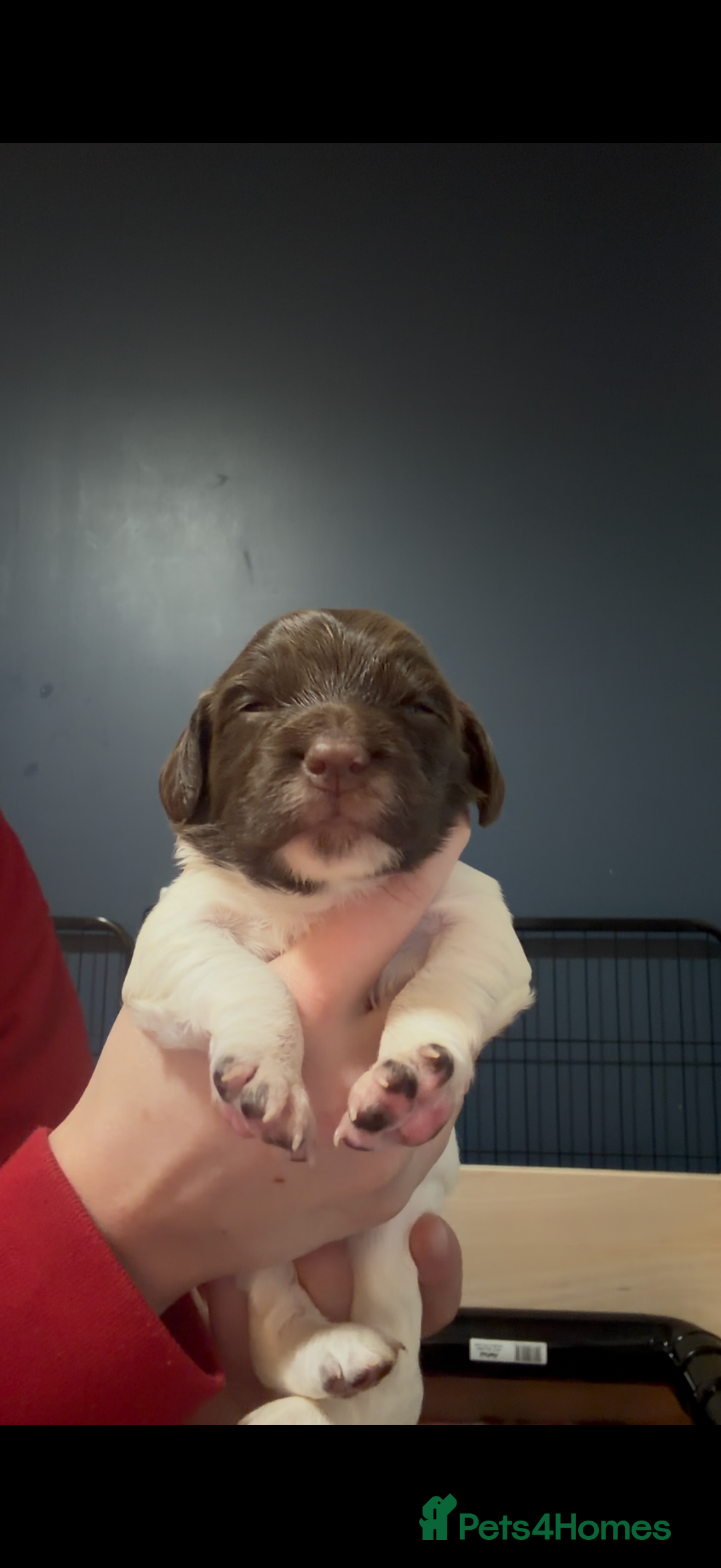 English Springer Spaniel dogs for sale: KC Registered English Springer Spaniel puppies - Advert 15