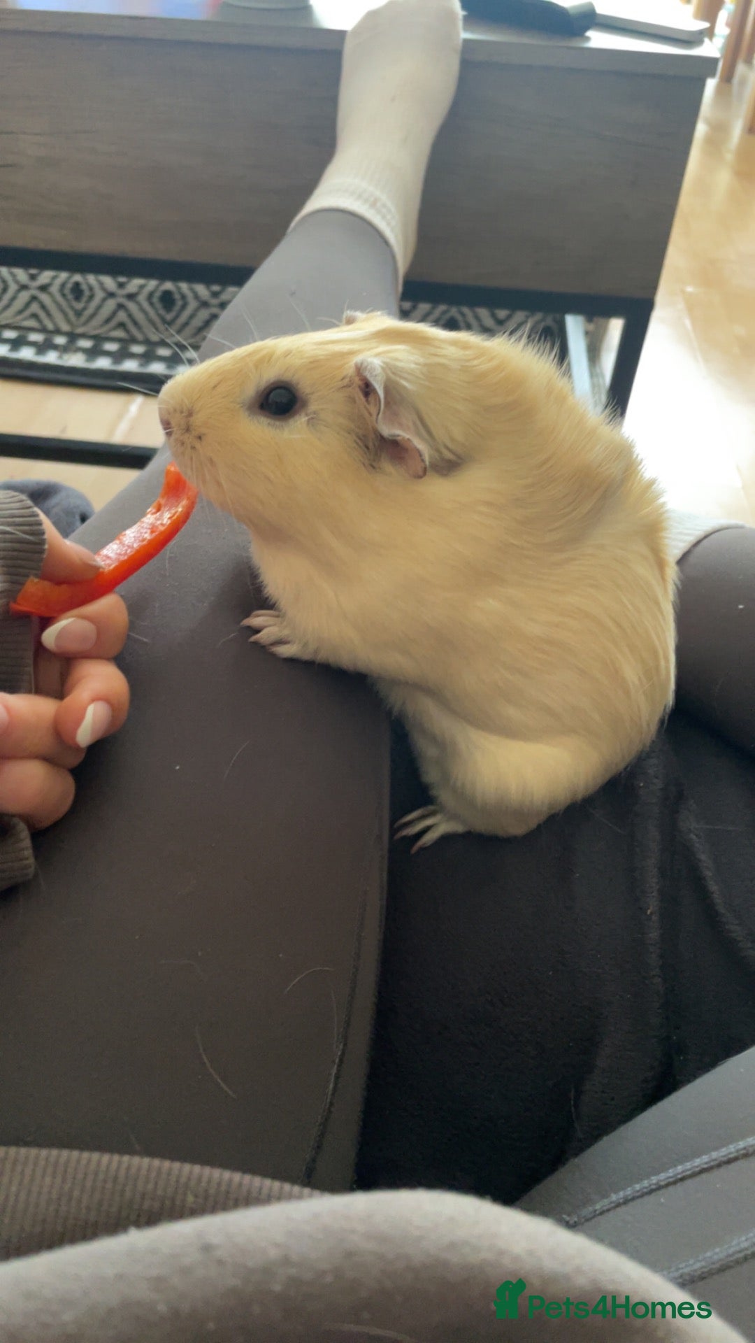 Guinea Pig rodents Male guinea pig  - Advert 7
