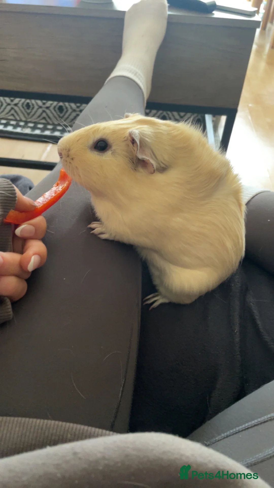Guinea Pig rodents for sale: Male guinea pig  - Advert 1