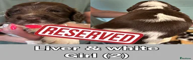 Liver & White - Girl (2) - RESERVED