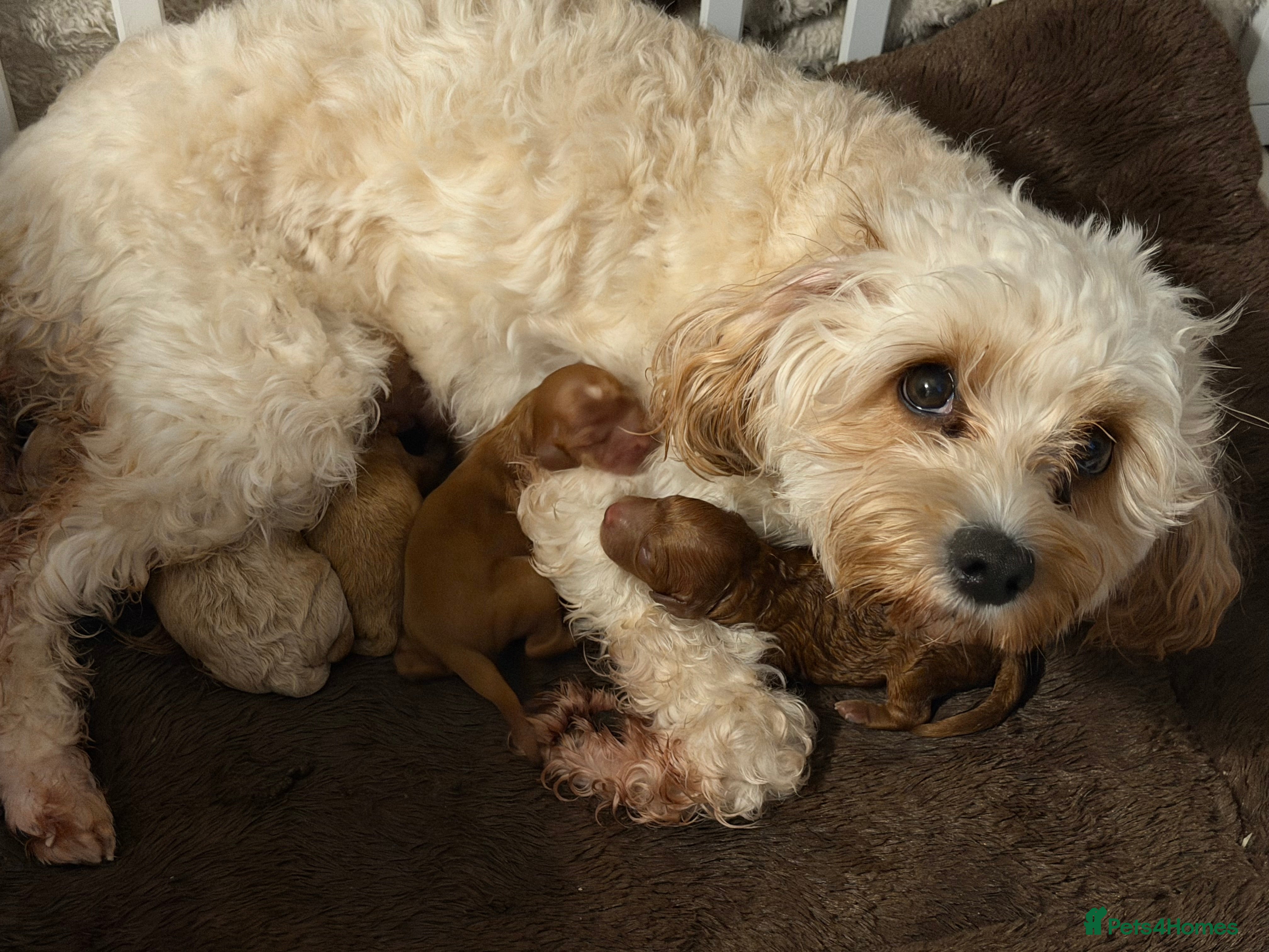 Cavapoo dogs  EXTRA TINY & CURLY female F2 toy cavapoo puppies - Advert 13