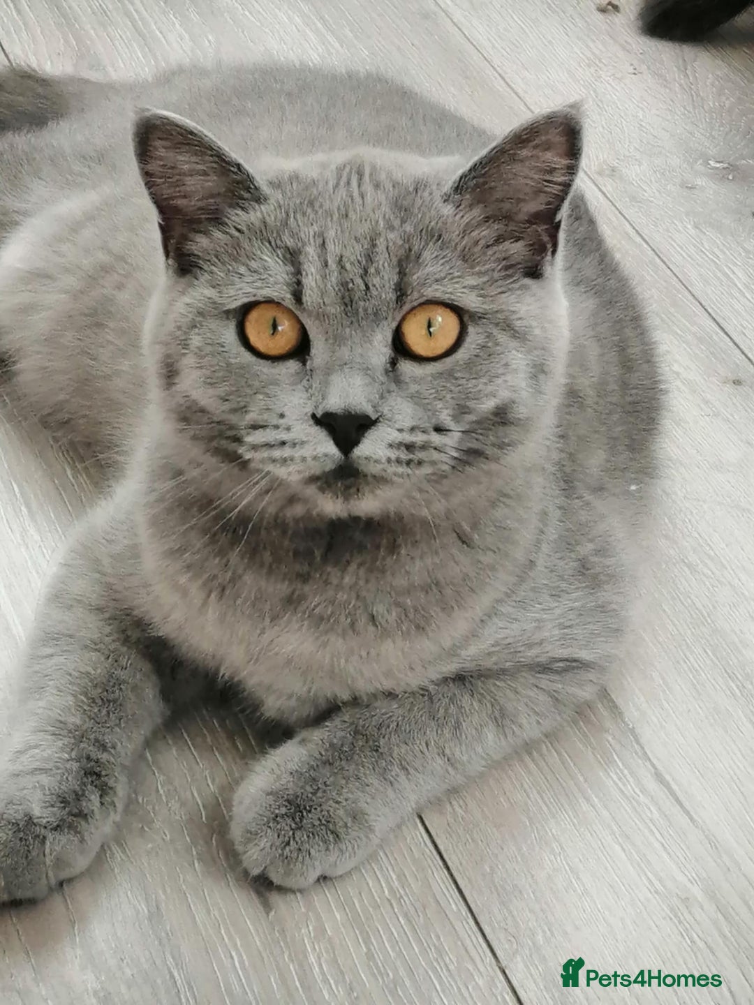 Scottish Fold cats for sale: Scottish straight boy - Image 1