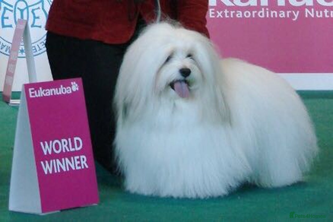 Coton De Tulear dogs for sale: K.C reg Coton de Tulear Puppies inc. World Champio - Advert 1