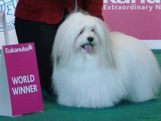 Coton De Tulear dogs K.C reg Coton de Tulear Puppies inc World Champion - Advert 13