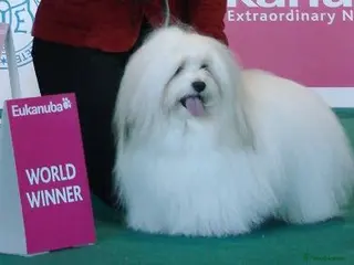 Coton De Tulear dogs K.C reg Coton de Tulear Puppies inc World Champion - Advert 4