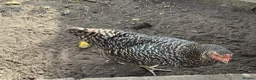 Chickens poultry for sale: 3 Hens – Sussex, Brown Ranger & Cuckoo Marans in New Malden - Advert 8
