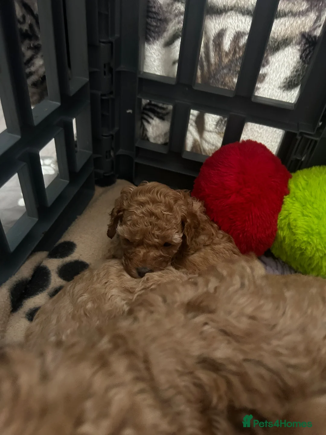 Toy Poodle dogs for sale: Stunning & outstanding KC reg toy poodles  - Advert 29