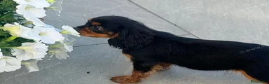 Cavalier King Charles Spaniel 2