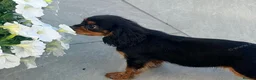Cavalier King Charles Spaniel dogs for sale:  Exceptional Cavalier King Charles Puppies in Dudley - Advert 3