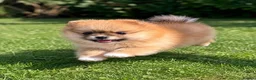 Pomeranian dogs for sale: 🐾 Beautiful Pomeranian Puppy 🐾 in Twickenham - Advert 5