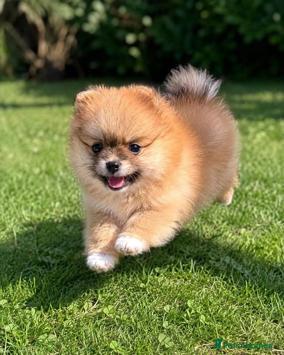Pomeranian dogs for sale: 🐾 Beautiful Pomeranian Puppy 🐾 in Twickenham - Advert 5