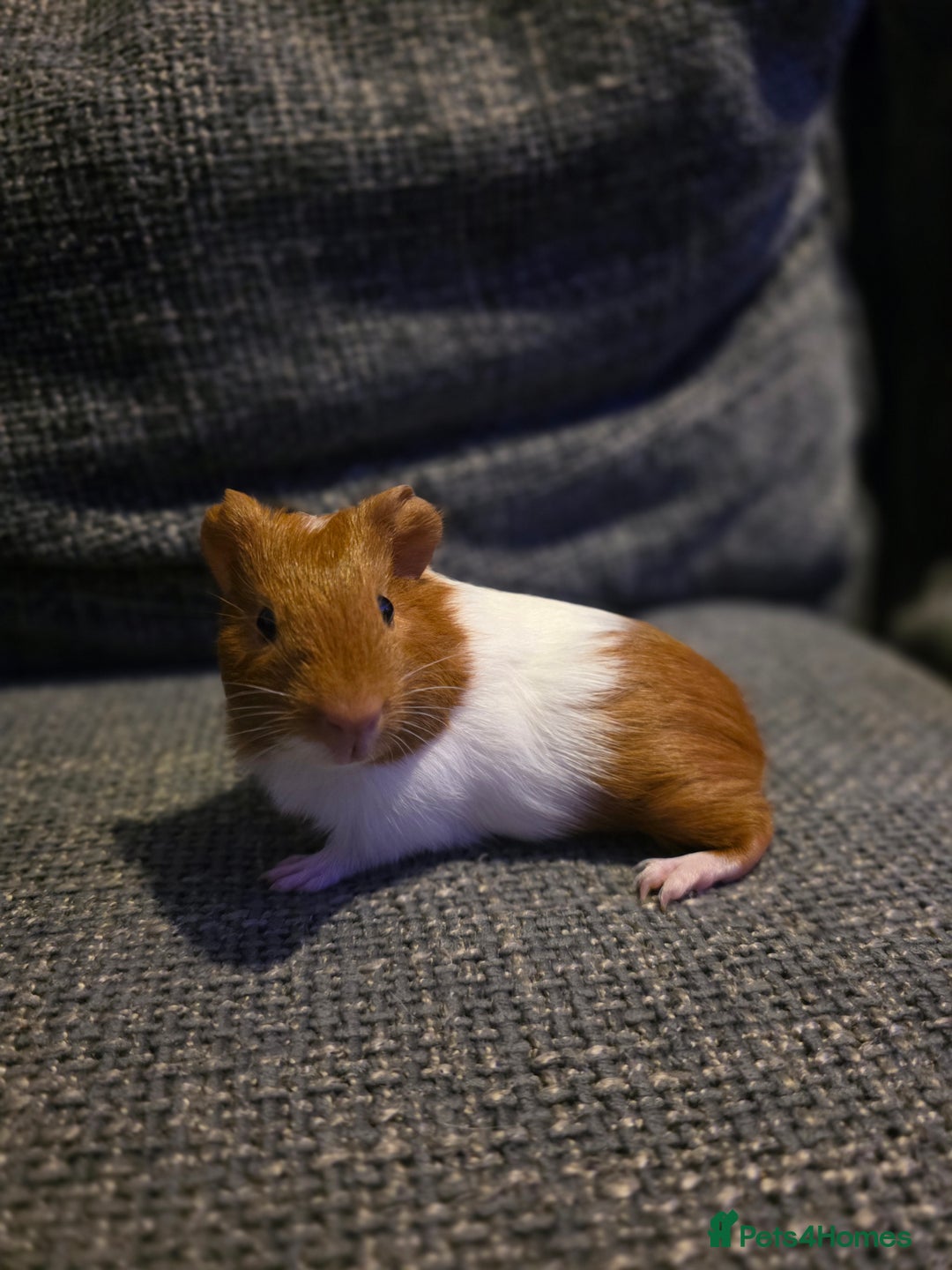 Guinea Pig rodents for sale: Boar/male guinea pigs in Weymouth - Advert 10