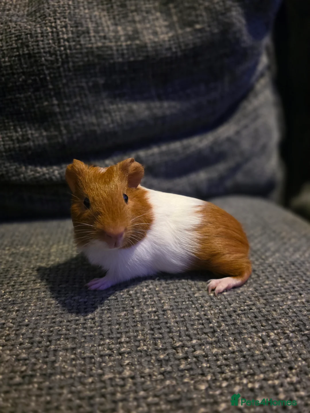 Guinea Pig rodents for sale: Boar/male guinea pigs in Weymouth - Advert 10