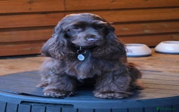 Cocker Spaniel dogs for sale: Wanted a special home for my special girl - Image 6