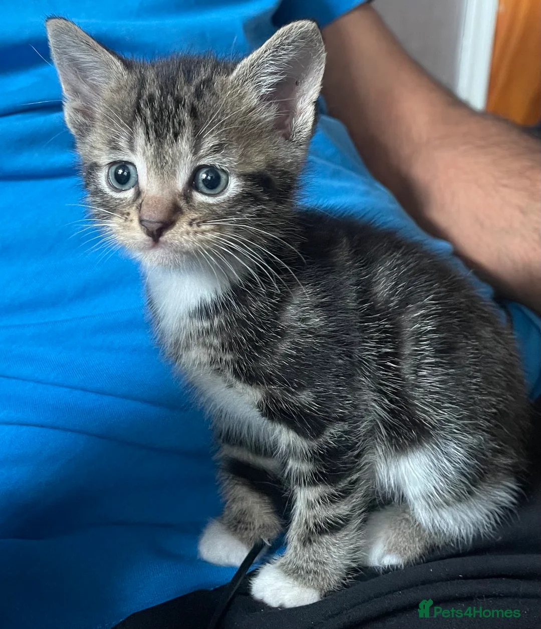 Mixed Breed cats for sale: Gorgeous kittens and mum for sale.  - Advert 2