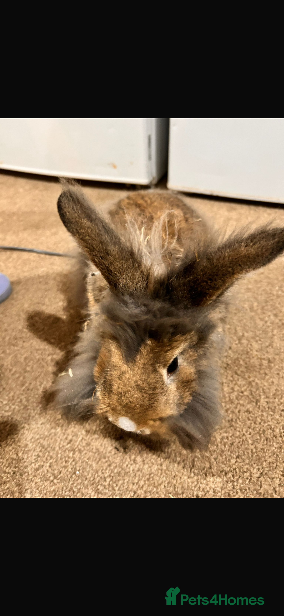 Lionhead rabbits for sale: Lionhead for adoption  - Advert 4