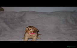 Cockapoo dogs for sale: Cockerpoo puppies  - Advert 4