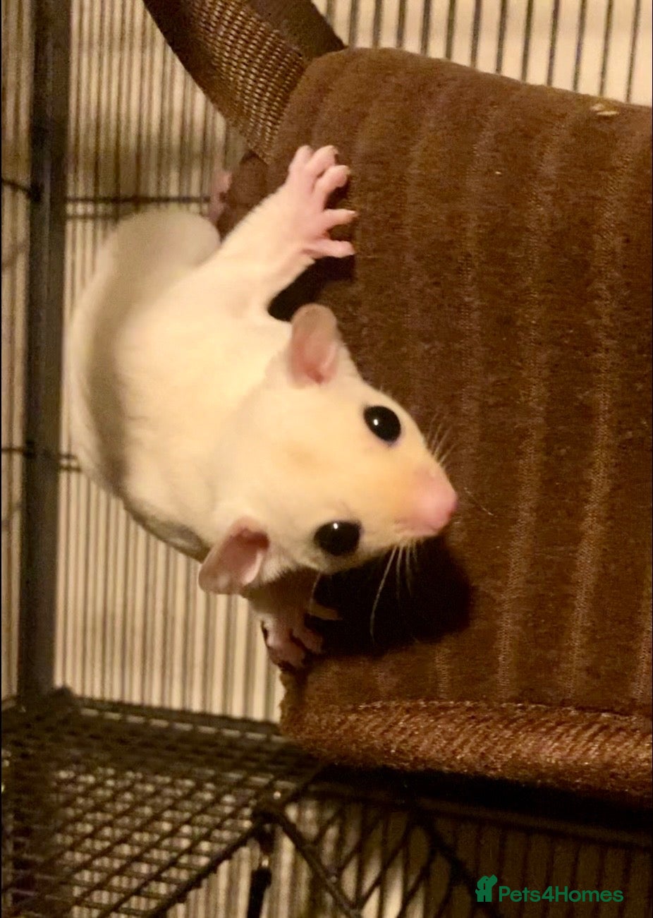 Sugar Glider rodents Baby sugar gliders ready now various price in add  - Advert 2