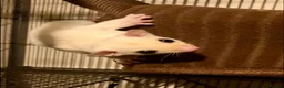 Sugar Glider rodents for sale: Baby leucistic sugar gliders ready now  - Advert 2