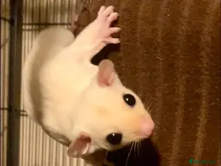 Sugar Glider rodents Baby red eye leucistic sugar glider - Advert 2