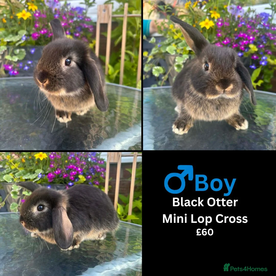 Mini Lop rabbits for sale: 1 black tort mini lop,1 black otter mini lop cross - Advert 9
