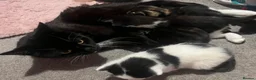 Mixed Breed cats for sale: 2 lovely little kittens  - Advert 9