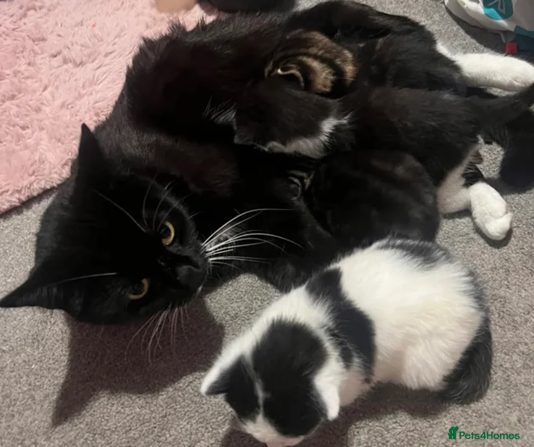 Mixed Breed cats for sale: 2 lovely little kittens  - Advert 9