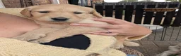 Golden Retriever dogs for sale: Golden Retriever puppies  - Advert 18