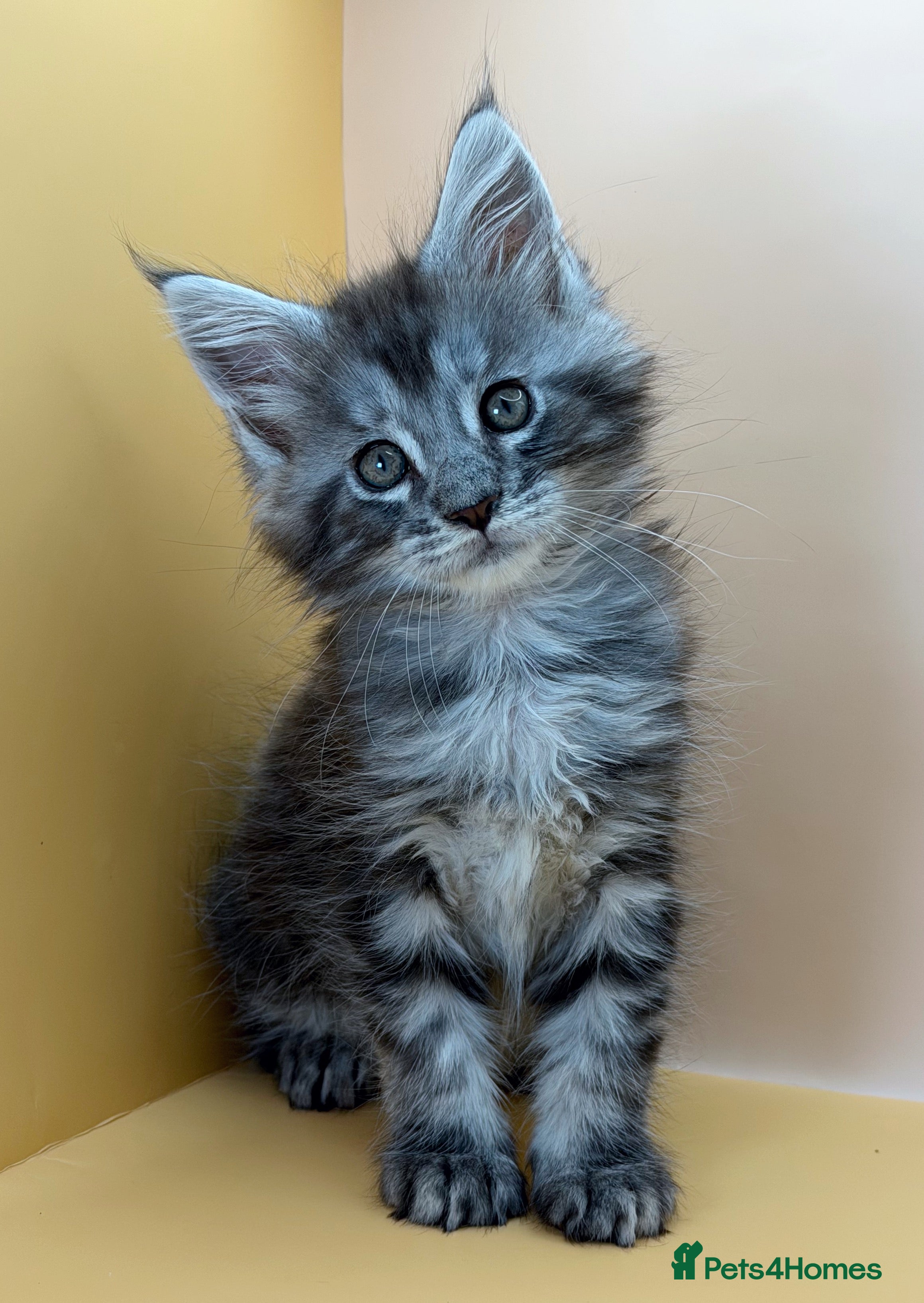 Maine Coon cats Maine Coons with Tests, Papers, Vet Checks & Vacc. - Advert 5